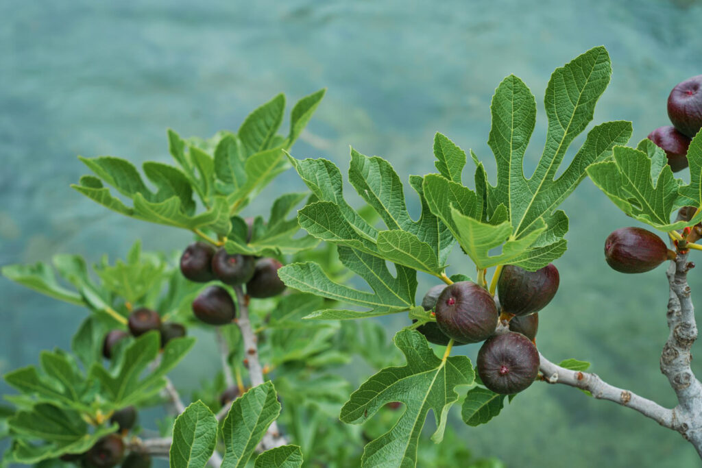 italian fig crop loss