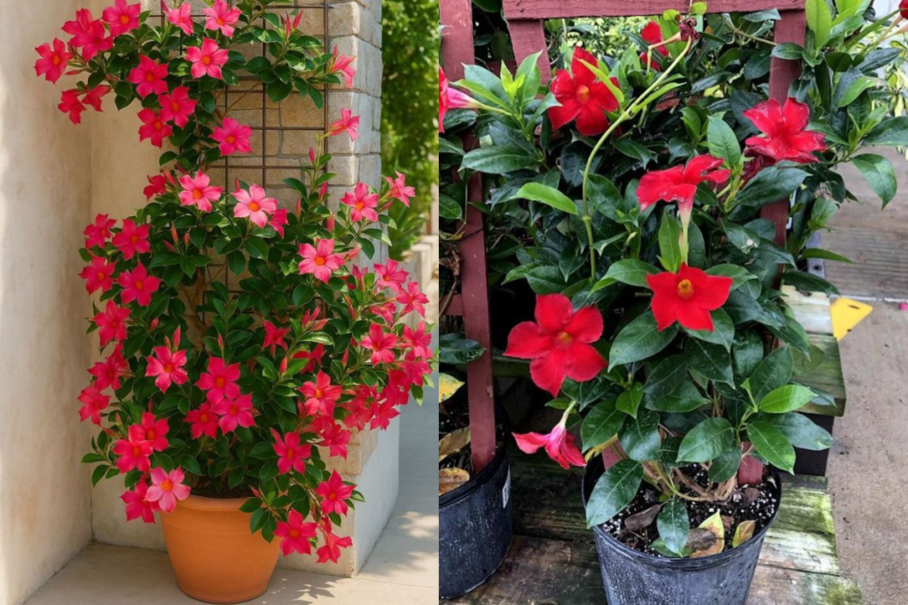dipladenia plant