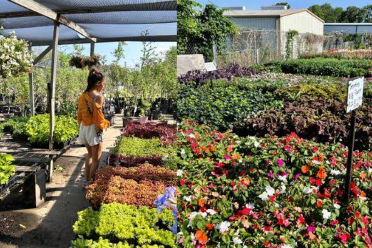 don nursery in irving