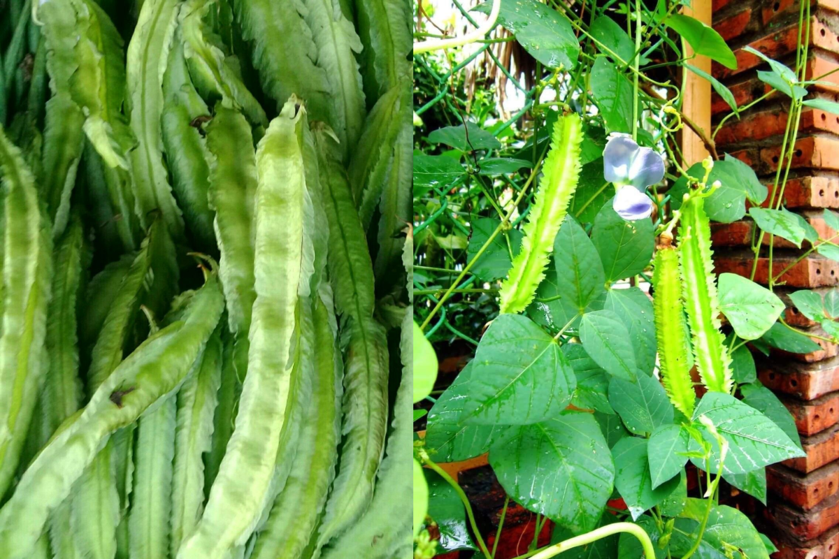 sigarilyas plant